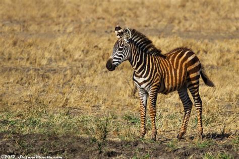 Baby Plains Zebra This Year I Went In Kenya For Holidays Flickr