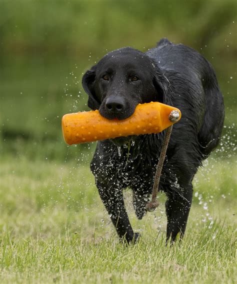 3 Ways To Help Your Gundog Want To Retrieve But Should We Use Them