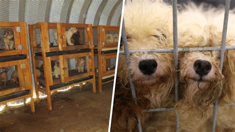 This Is What The Inside Of A Puppy Mill Looks Like Poor Dog Puppy