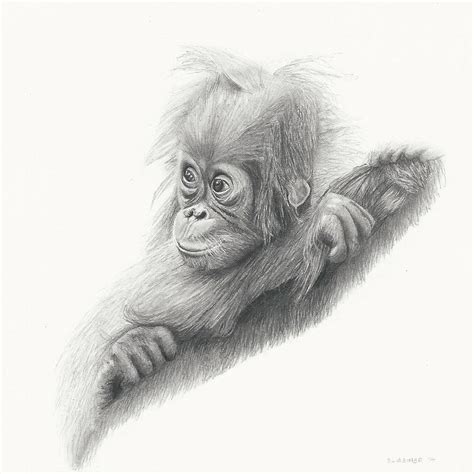 Baby Monkey Sketch At Explore Collection Of Baby