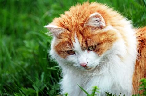 รูปภาพ หญ้า ดอกไม้ แนวตั้ง ลูกแมว สัตว์ป่า เครา สัตว์มีกระดูก