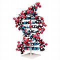 Modelo ADN de gran tamaño - 1020358 - W19755 - Molymod - MKS-122-10 ...