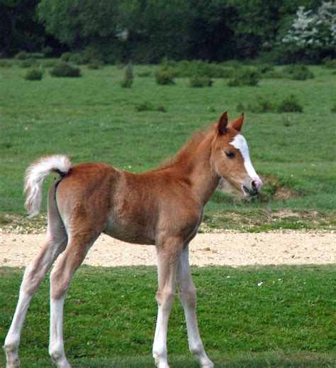 Cute Baby Foal Free Stock Photo Public Domain Pictures