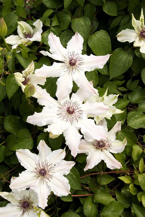 Vancouver Fragrant Star Clematis In 2021 Clematis Fragrant Plant