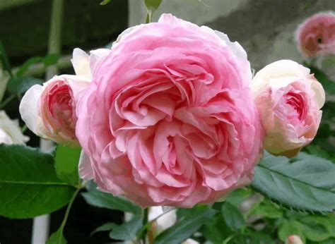 Pierre De Ronsard 6ft Weeping Rose Roses Victoria