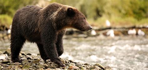 Reducing Human Grizzly Bear Conflict In The Greater Yellowstone Ecosystem
