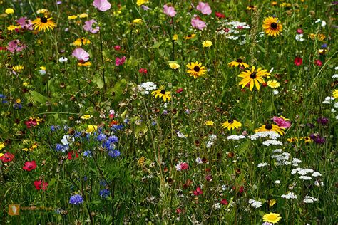 Garten Blumenwiese Bild Bestellen Naturbilder Bei Wildlife Media