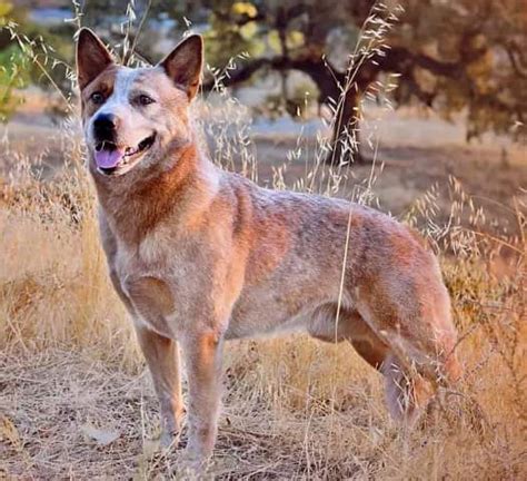 Photos Of Our Cattle Dogs Sugar N Spice Australian Cattle Dogs