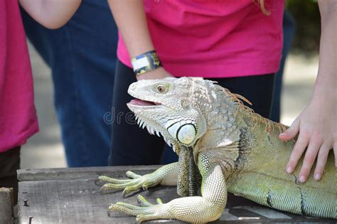 Iguana Stock Photo Image Of Wild Park Lizard Safari 49706882