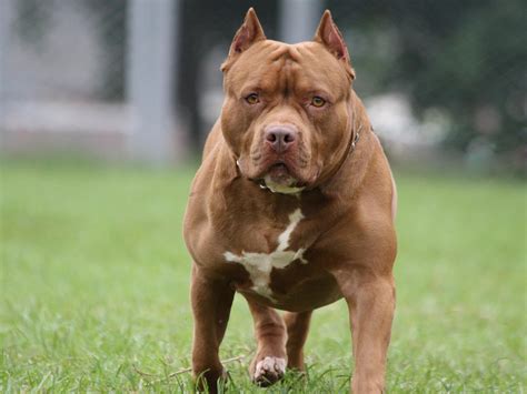 Pit Bull Dog Protects Child From Burglar In Nebraska