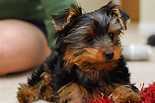 File:A puppy Yorkie.jpg - Wikimedia Commons
