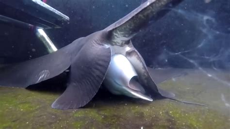 Stingrays Give Birth To Live Young Take A Look