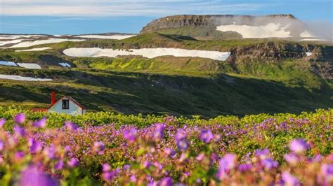 How To Hike Hornstrandir On Your Own Iceland Travel Guide