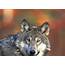 Wolf Howl Center For Biological Diversity Goes To Court Mexican 