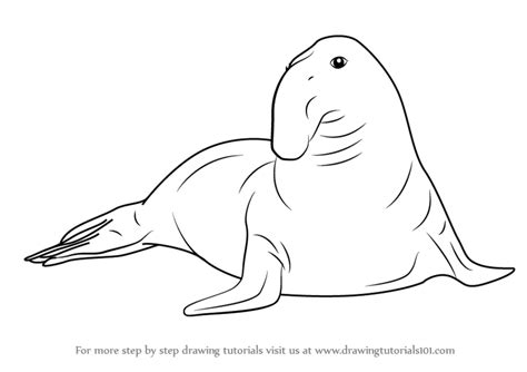 Elephant seal animal mammals coloring page to color, print and download for free along with bunch of favorite seal coloring page for kids. Learn How to Draw a Southern Elephant Seal (Seals) Step by ...