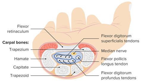 Wrist Joint Anatomy Concise Medical Knowledge