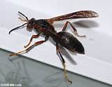Wasp Types Images