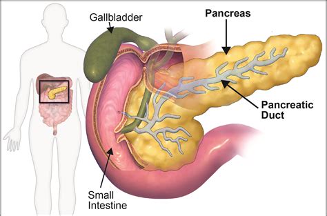 What Does The Pancreas Do Human Body Lesson Teaching Body Systems My