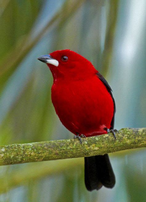 16 Red Bird Ideas In 2021 Red Birds Bird Pet Birds