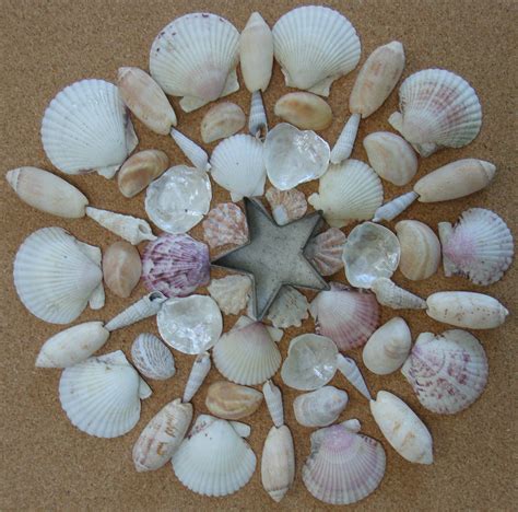 Fl Shell Mandala 2 Seashell Crafts Mandala Coloring Books Shell Art