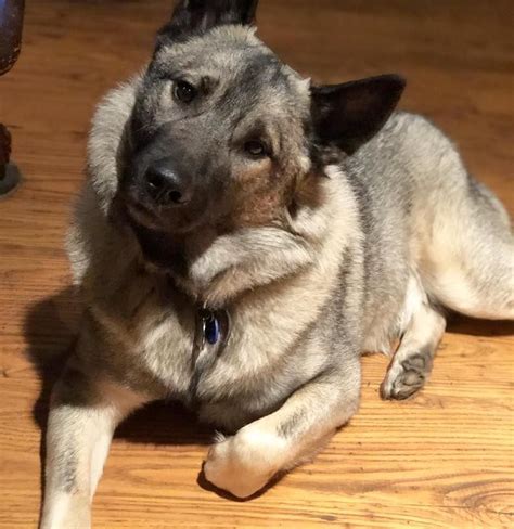 Norwegian Elkhound Breed Information Guide Quirks