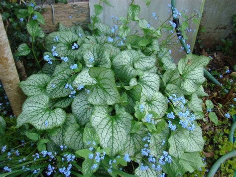 Brunnera Jack Frost Blooming In Early May These Blooms Last For A