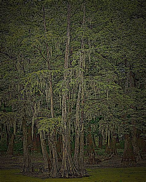 Bayou Cypress Cypress Louisiana Bayou