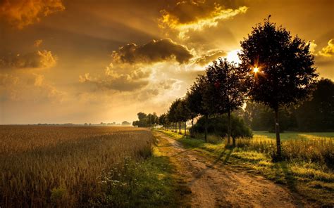 Landscape Nature Sunset Field Wheat Path Dirt Road Trees Shadow