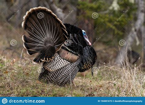 Wild Tom Turkeys Strutting A Mating Dance With Their Tail Feathers