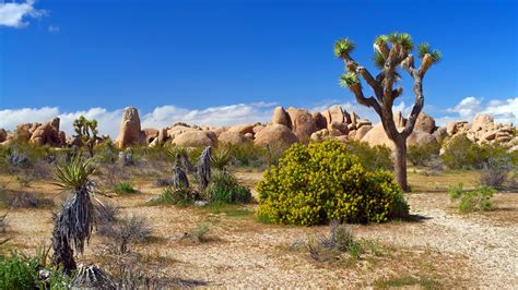 High Resolution Desktop Wallpaper Of Joshua Tree National Park Image Of Desert Stones