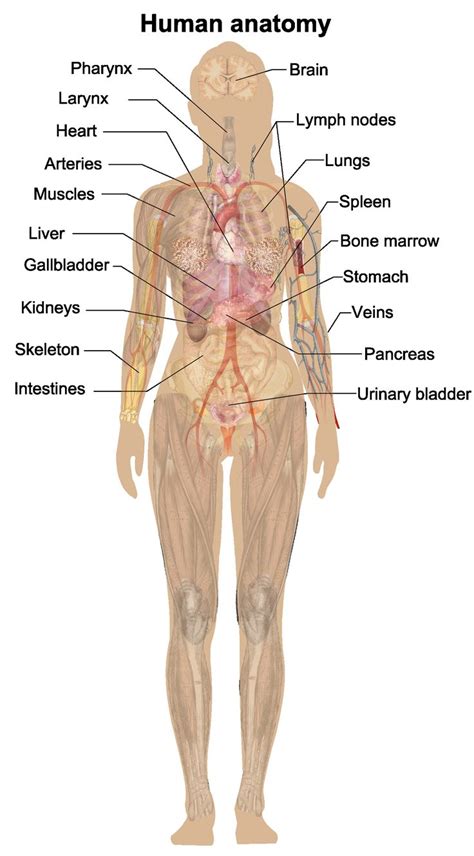 Human Female Anatomy Diagram Human Anatomy Female Human Body Diagram Body Anatomy