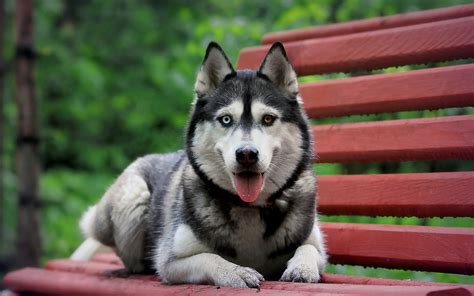 Cute Big Dog Seating On Bench Hd Animal Wallpaper Hd