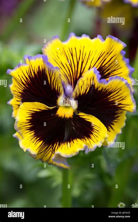 Winter Flowering Pansy Stock Photo Alamy