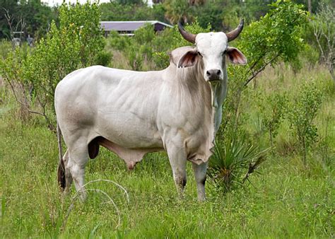 Brahman Cattle Stock Photos Pictures And Royalty Free Images Istock