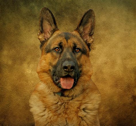 Chance German Shepherd Photograph By Sandy Keeton Fine Art America