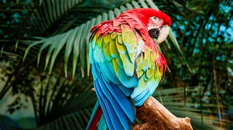 3840x2160 Macaw Colorful Bird 4k 4k Hd 4k Wallpapersimages