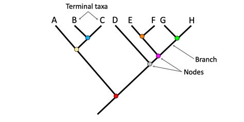 Which Best Describes A Branch Point In A Phylogenetic Tree