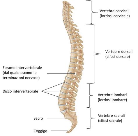 Da Quante Vertebre è Composta La Colonna Vertebrale - colonna vertebrale - Riabilitarti