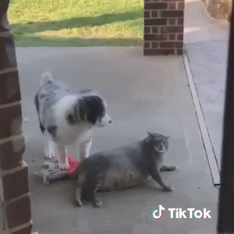 Cat  By Tiktok France Find And Share On Giphy