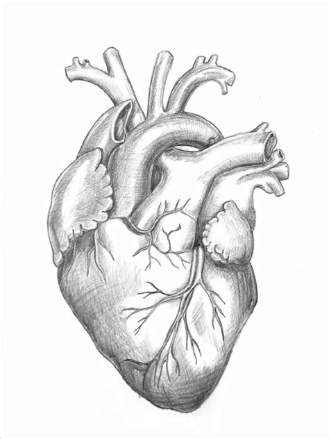 Heart Anatomy Drawing Heart Pencil Drawing Human Heart Drawing Art