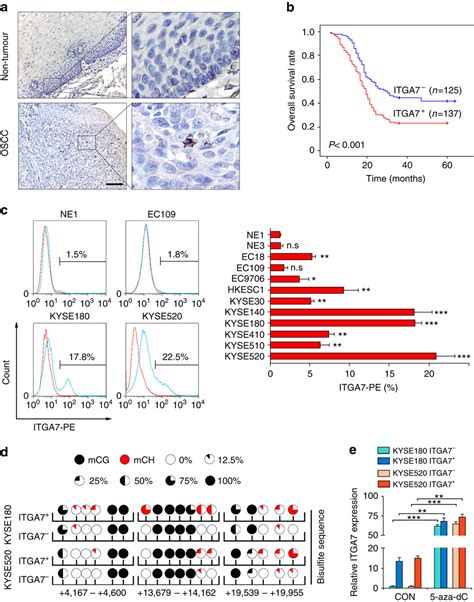 整联蛋白α7是食管鳞状细胞癌中功能性的癌症干细胞表面标记。nature Communications X Mol