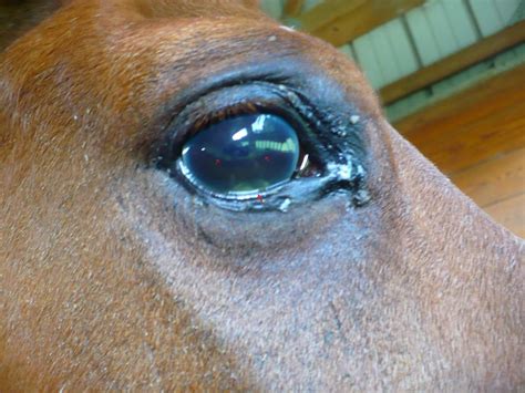 Eye Injury The Horse Forum