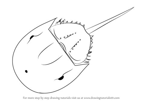 Horseshoe Crab Anatomy Page Coloring Pages