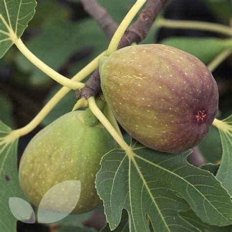 Check spelling or type a new query. Fig Rosetta Plants For Sale Mail Order | Buy Online