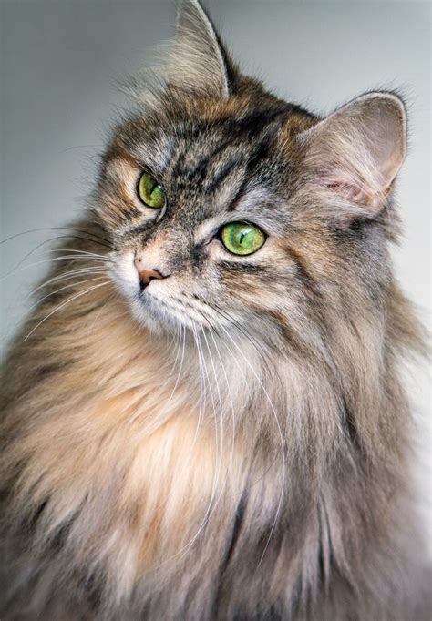 Siberian Cat Siberian Cat Hypoallergenic Siberian Cat Personality