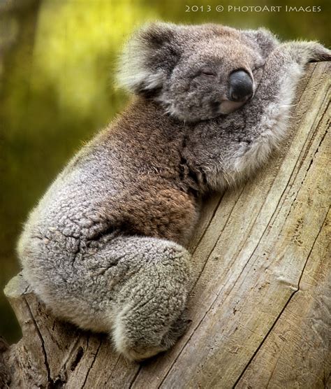 Sleeping Koala The Koala Is A Small Bear Like Tree