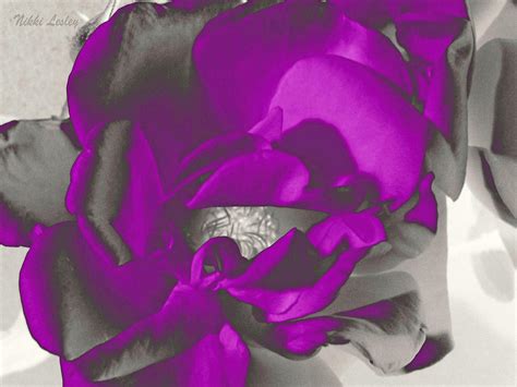 Dramatic Purple Rose Photograph By Nikki Lesley Fine Art America