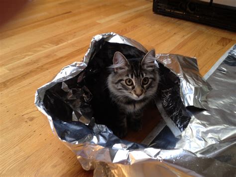 Cats Are Supposed To Hate Aluminum Foil My Kitten Hope Is A Dream