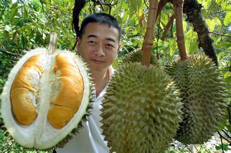 How to pick and eat durian fruit - The Washington Post