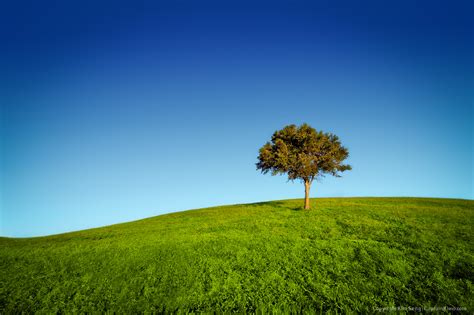 Lone Tree On Grassy Hill At Dyer Park Florida Hdr Photography By